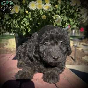 Ziva, Mini Goldendoodle Puppy